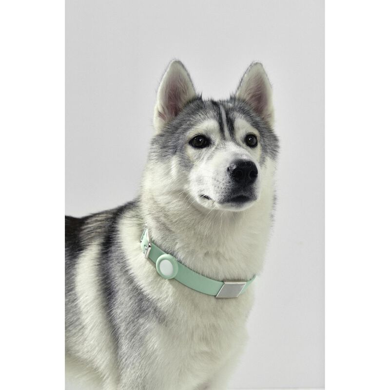 frank green Pet Collar + Name Tag Large Mint Gelato image number 2